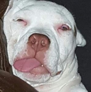 Meet your Posher, Larry